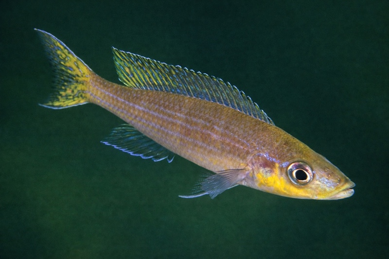 Paracyprichromis brieni 'Chituta Bay'